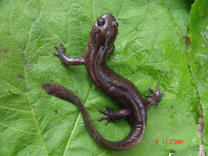 ˮСPseudohynobius shuichengensis Tian,Li Gu