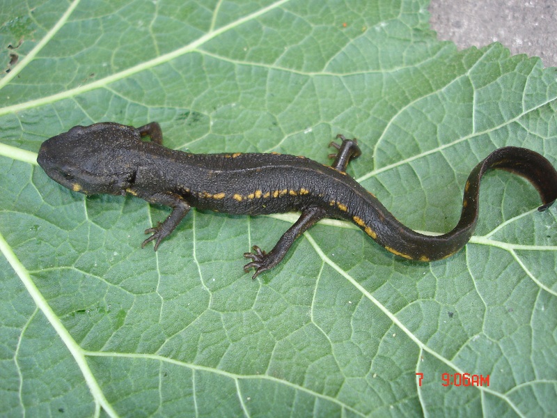 ֯Paramesotriton zhijinensis Li,Tian Gu